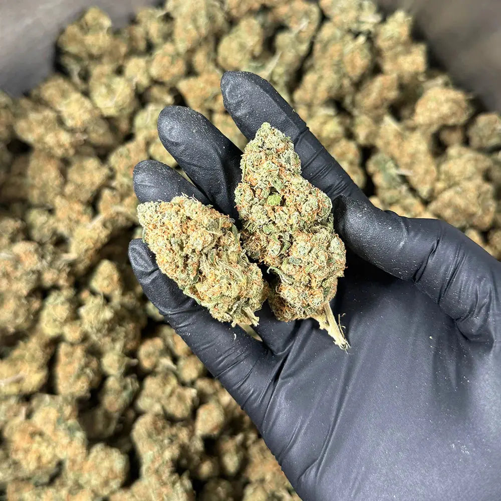 BLUEBERRY MUFFIN Herb And Cloud